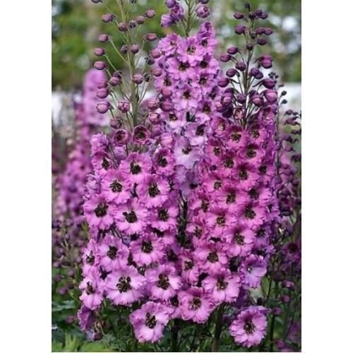 Семена цветов Дельфиниум новозеландский Dusky Maidnes F1 h 1,5-1,8 m New Zealand Delphiniums 1000 шт. (BN13066)
