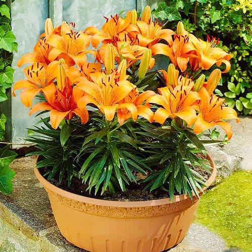 Лилия Orange Pixie Florium - фото 2