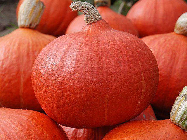 Насіння гарбуза Moravoseed Вухіки Курі 10 шт. (13810)