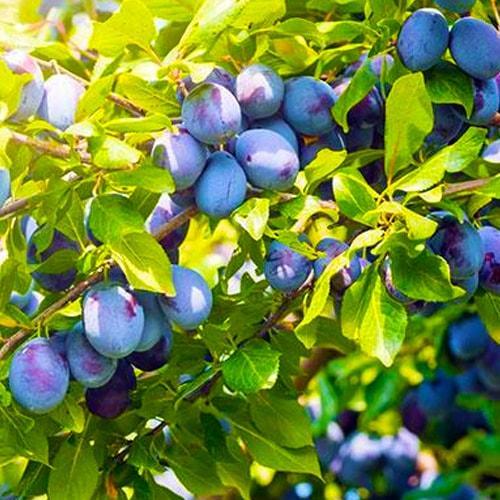 Сажанец Слива Венгерка поздний срок созревания (36759)