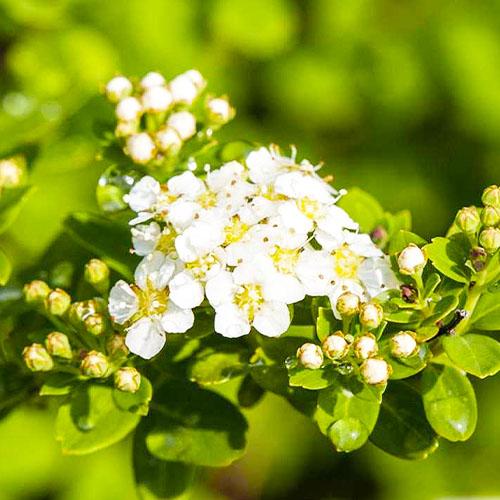 Спирея Florium Nipponica (18077)