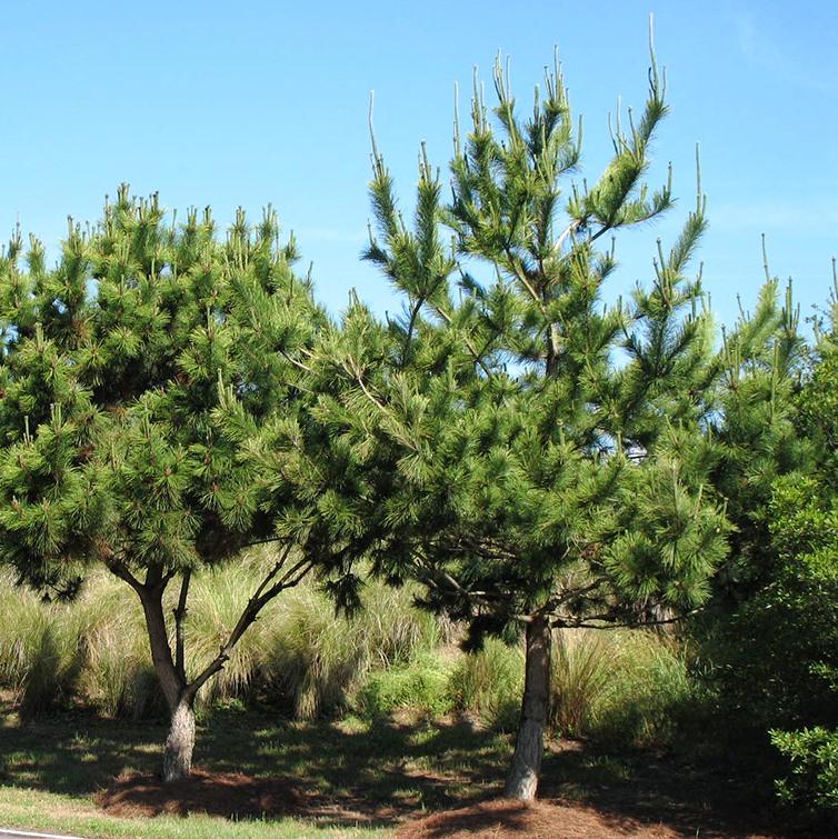 Саженец сосны Тунберга Pinus Thunbergii Р9 (1037267234) - фото 3 Саженец сосны Тунберга Pinus Thunbergii Р9 (1037267234) - фото 3