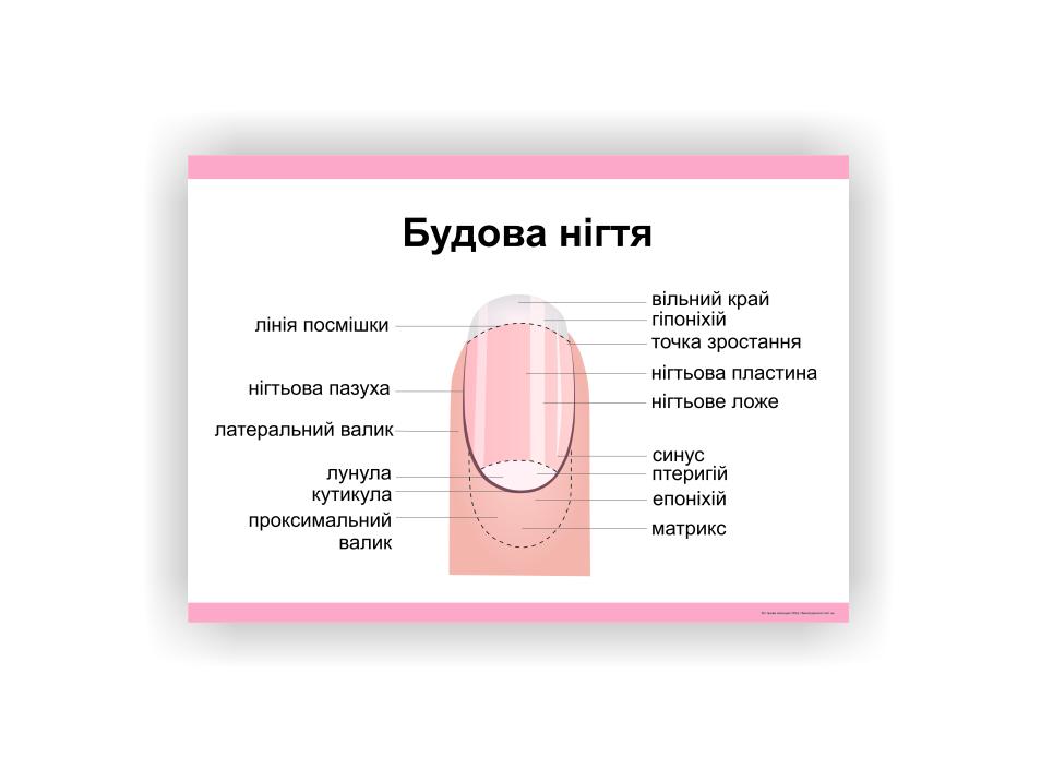Плакат Vivay Строение ногтя 30х40 см (25604138)