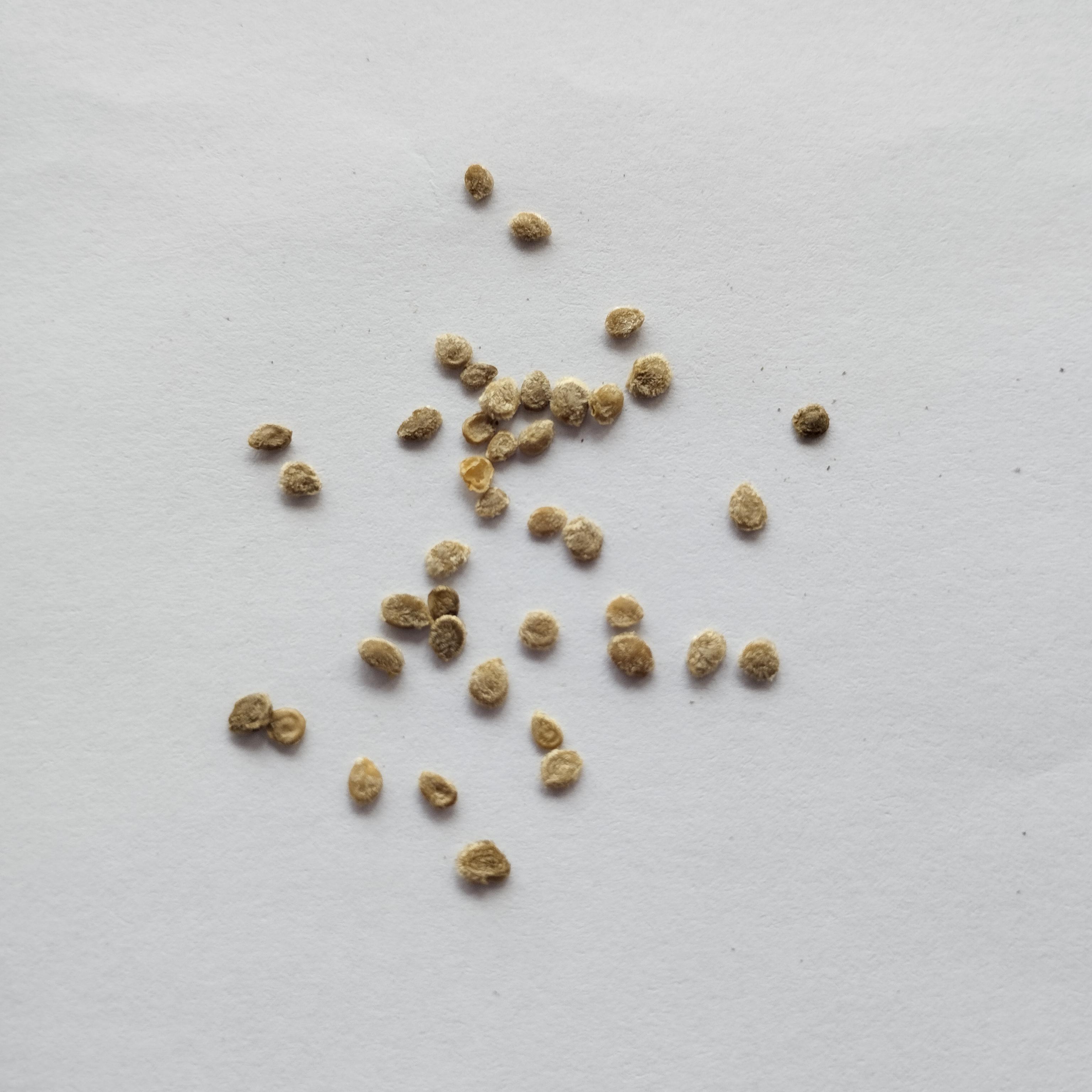 Насіння Томат Чорний принц 0,1 г 30 шт. середньоранній високорослий (RS-00831) - фото 2