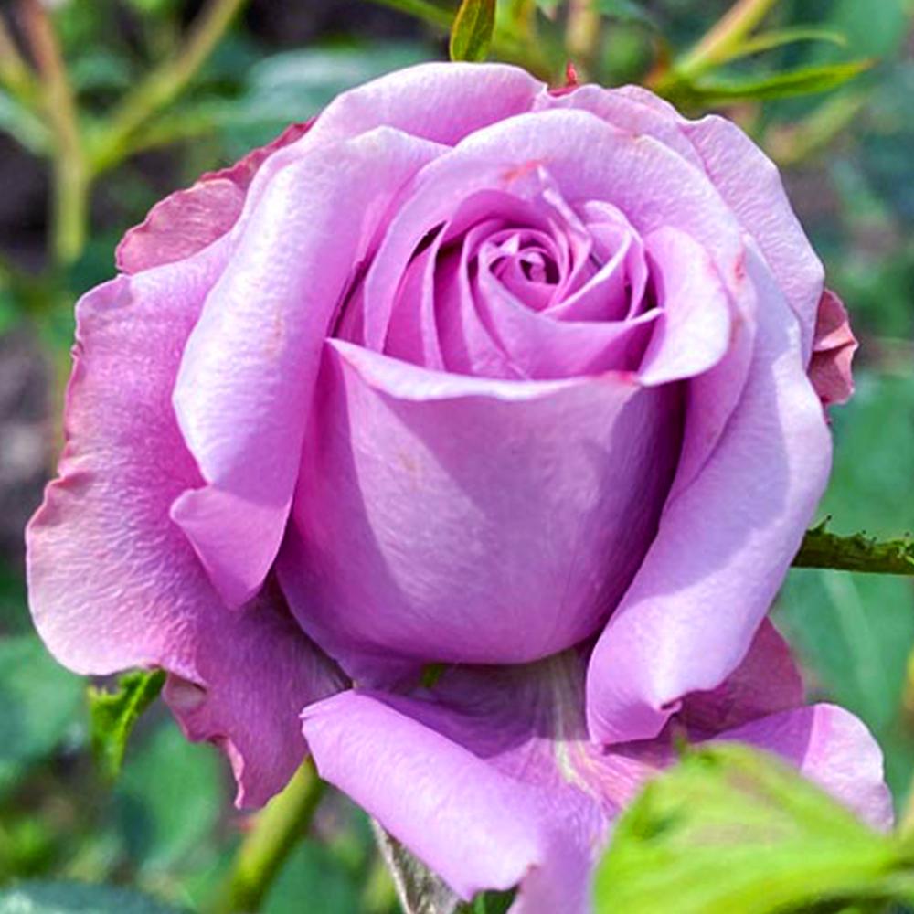 Саженец чайно гибридных роз Блю Парфюм (14965306)
