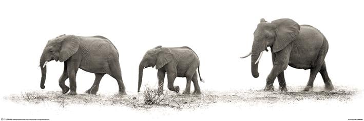 Постер плакат Марио Морено Слоны/Mario Moreno The Elephants 30x91,5 см