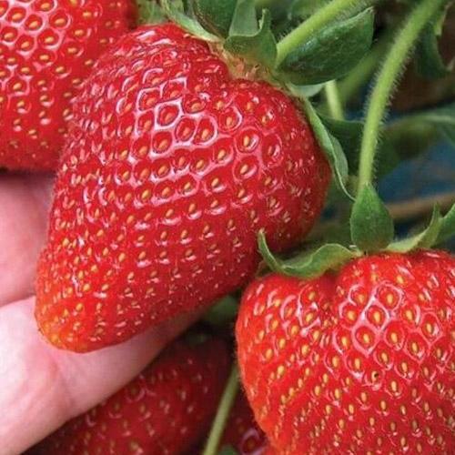 Сажанец Клубника Кабрилло Cabrillo 5шт ремонтантный крупноплодный сорт (52798)