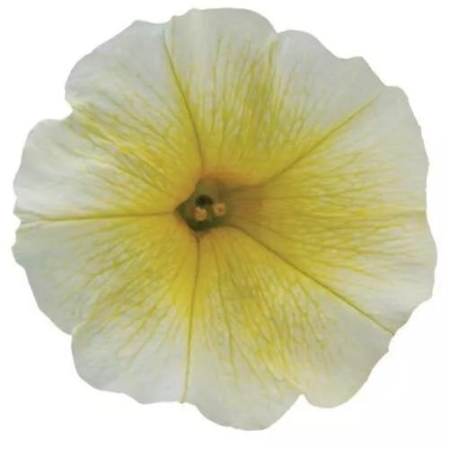 Семена цветов Петуния ампельная E3 Easy Wave F1 Yellow PanAmerican 5 шт. (BN12525-4)
