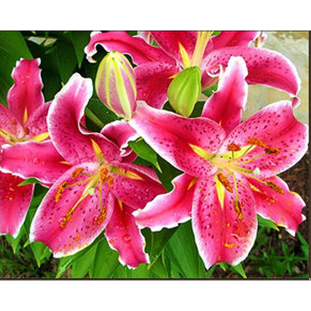 Набір для творчості алмазна картина Strateg Прекрасні лілії HEG86885 30x40 см (MTT-189112)
