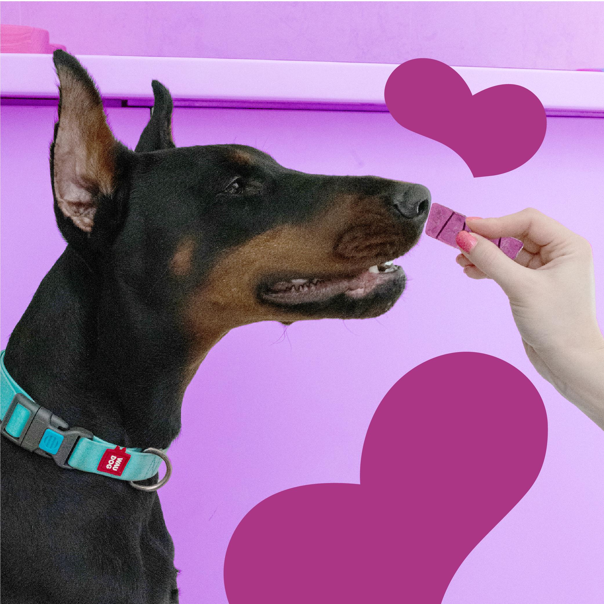 Лакомство для собак Mavsy freeze dried CHOCOLATE FONDANT WITH PURPLE SWEET POTATO шоколадный фондан с бататом от 3-х мес. 50 г (24624783) - фото 7 Лакомство для собак Mavsy freeze dried CHOCOLATE FONDANT WITH PURPLE SWEET POTATO шоколадный фондан с бататом от 3-х мес. 50 г (24624783) - фото 7