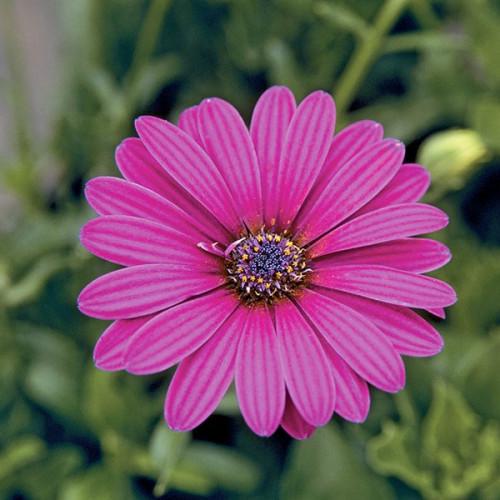 Семена цветов Takii Seed Остеоспермум Passion Rose 100 шт. (BN08924-2)