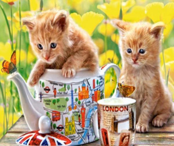 Картина по номерам Josef Otten Животные Котята 40х50 см в термопакете (5867Y_O-mt) Картина по номерам Josef Otten Животные Котята 40х50 см в термопакете (5867Y_O-mt)