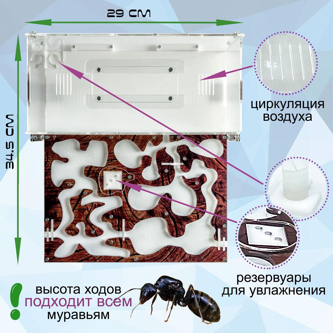 Комплект ANT-LIVE Maxi "дерево" с муравьиной фермой и муравьями (d05528e8) - фото 2