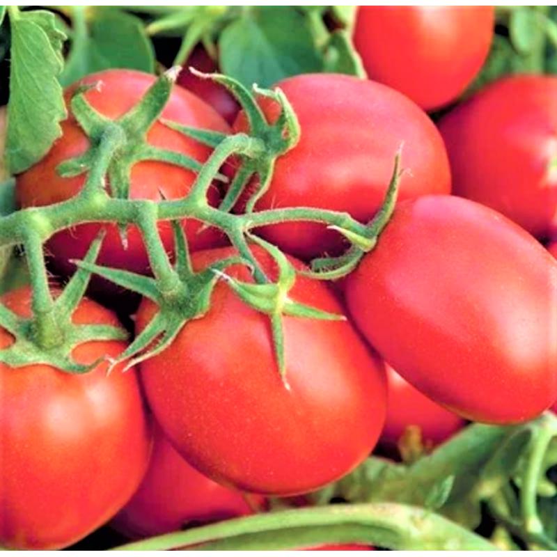 Семена Томат Детерминантный Syngenta SUOMI F1 25 000 шт. (2281223761)