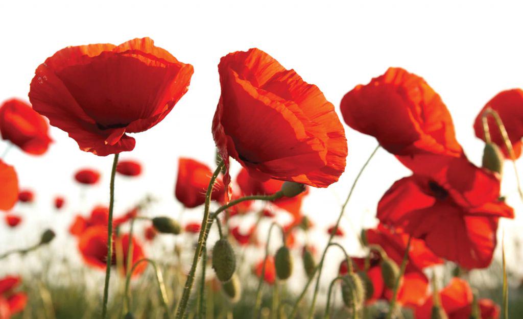 Фотообои флизелиновые 3D 254x184 см Consalnet Цветы красные маки (1639V4)