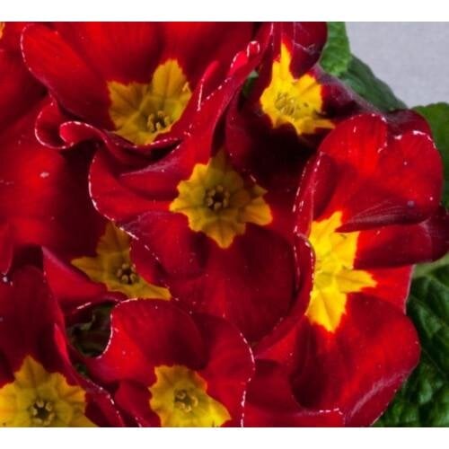 Семена цветов Примула бесстебельная Danova Velvet Red (BN07012)