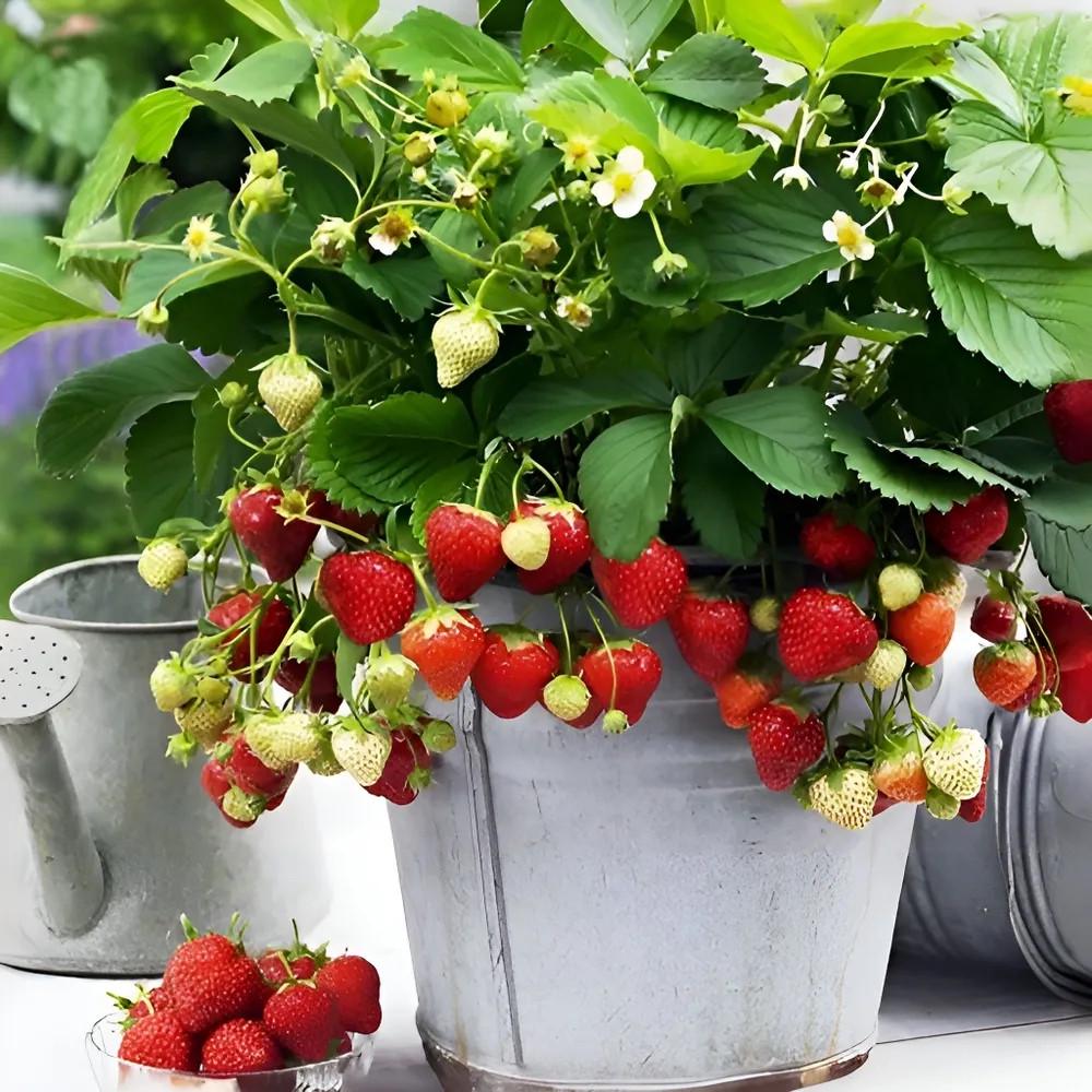 Насіння кімнатної ремонтантної полуниці сорту Вершки 100 шт. - фото 3