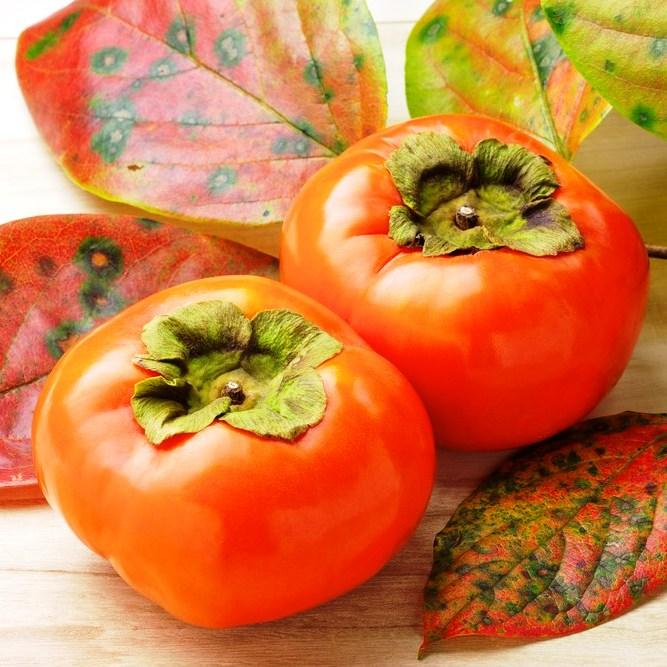 Саженец хурмы Сосновская двухлетняя самоплодная зимостойкая средняя (651476513)