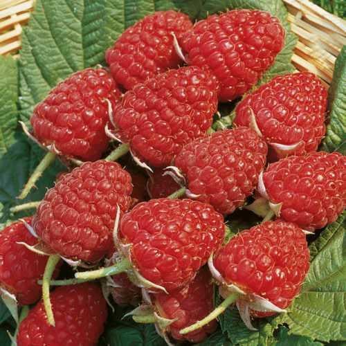 Саженец летней малины Магна средняя (1482999747)