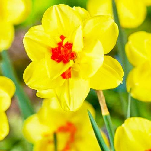 Нарцисс Florium Ascot (15149)