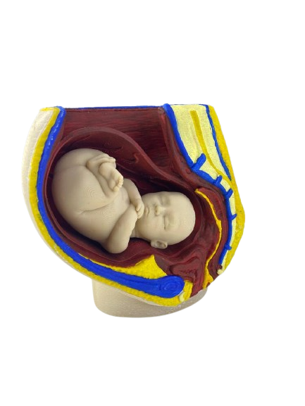 Обучающая демонстрационная модель EduMarket женский таз с плодом