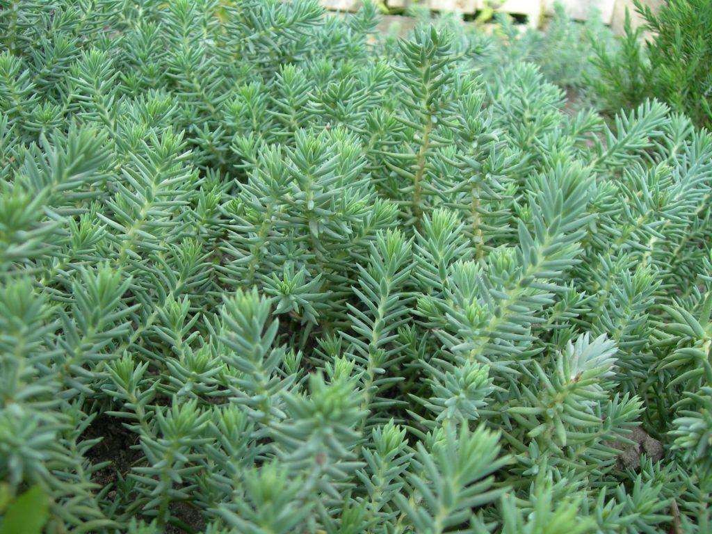 Саженец седум очиток скальный ОКС