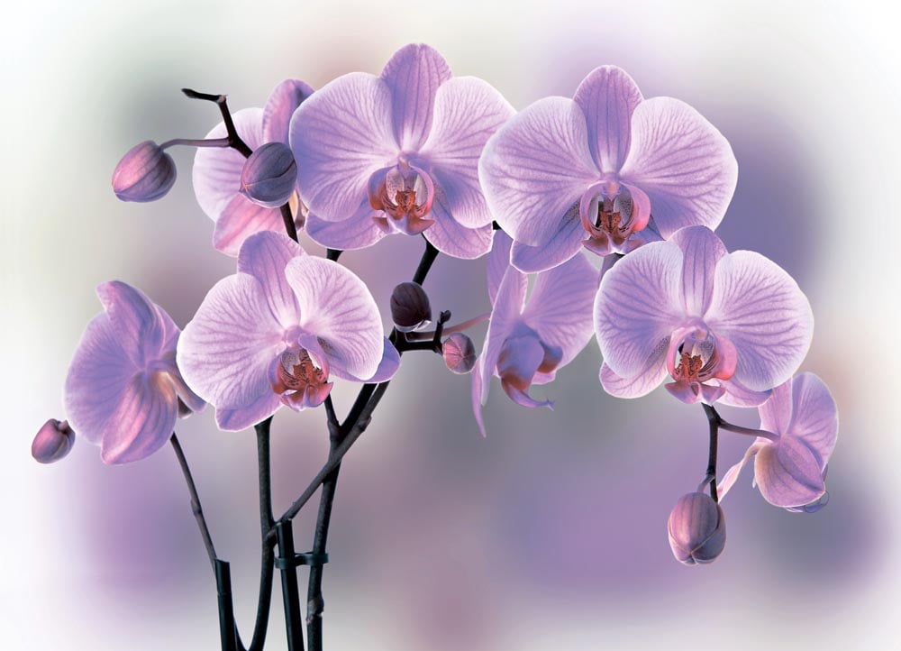 Фотообои WS Wallpaper 3D Орхидеи 360x260 см (31123)