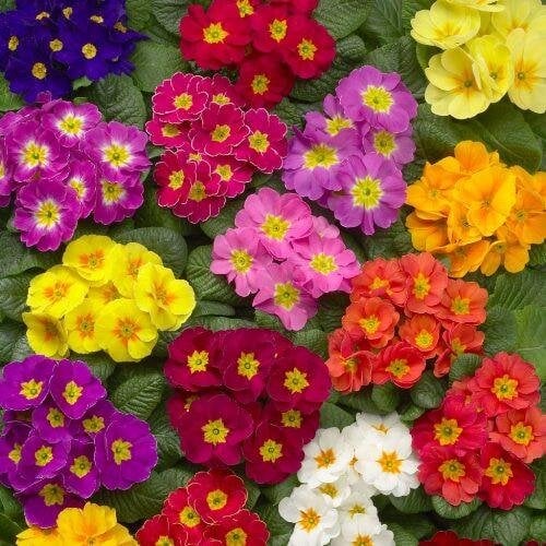 Семена цветов Примула бесстебельная Danova Mix (BN07016)