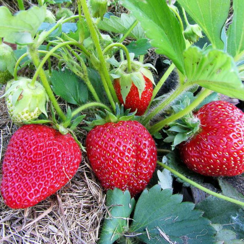 Саженец клубники Jack средняя сочная (1728908046) - фото 3 Саженец клубники Jack средняя сочная (1728908046) - фото 3