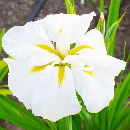 Ирис Florium мечевидный White Ladies (18191)