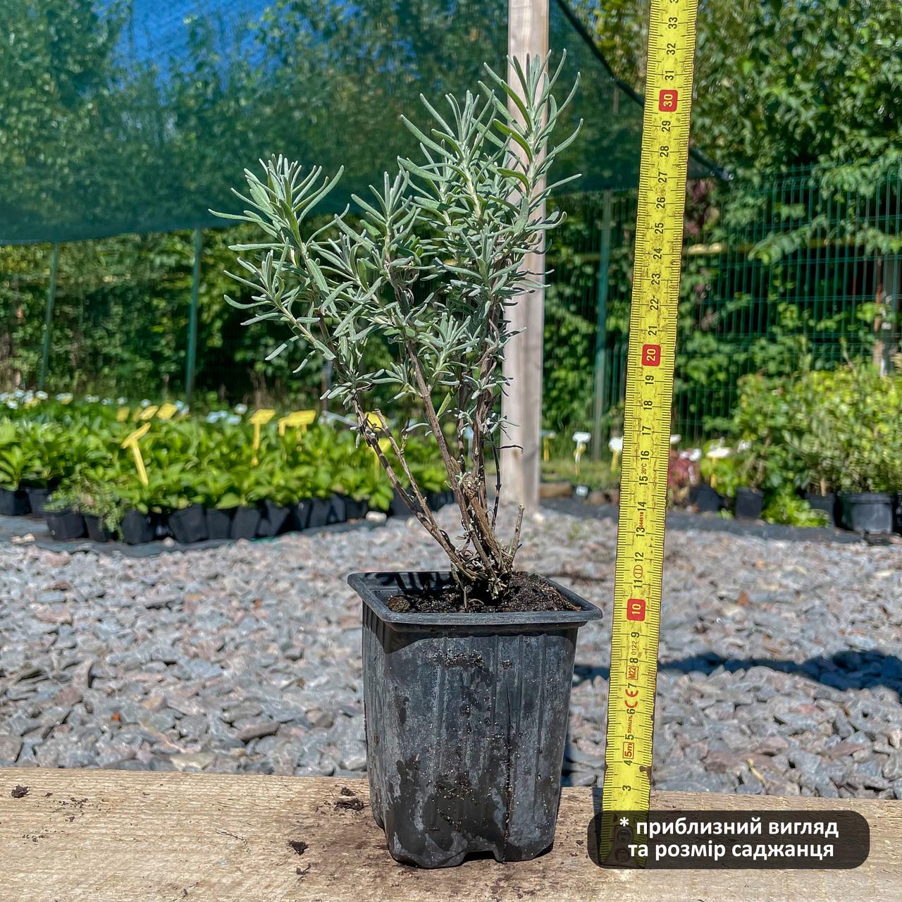 Саженец лаванды Элизабет Lavandula Elizabeth Р9 (1669436922) - фото 3