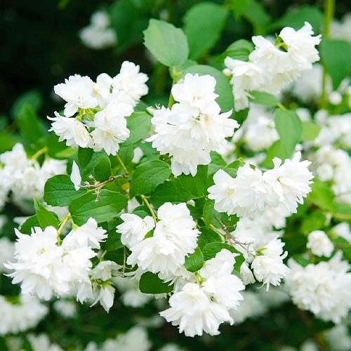 Чубушник Florium Schneesturm (8748)