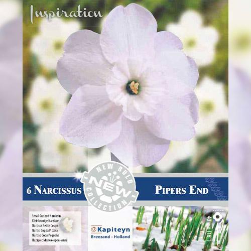 Нарцис Florium Pipers End брендові цибулини Kapiteyn (18202) - фото 2 Нарцис Florium Pipers End брендові цибулини Kapiteyn (18202) - фото 2