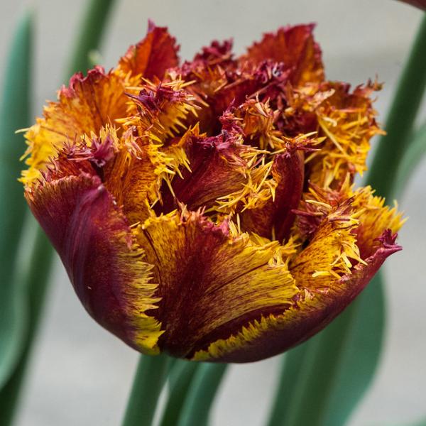 Тюльпан Florium Bastia 10 шт. (18545)