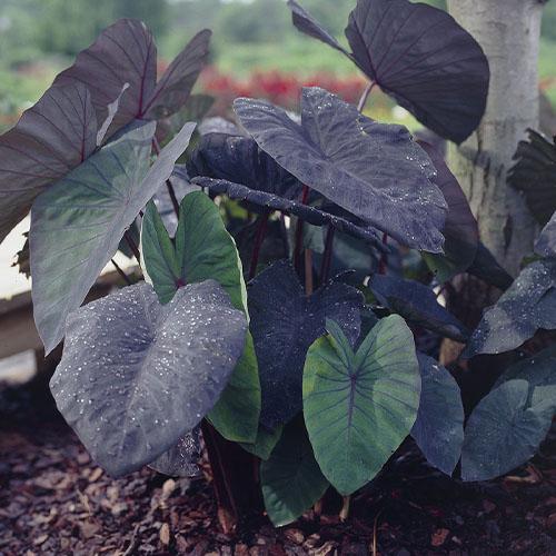 Колоказия Florium Black Magic (13601)