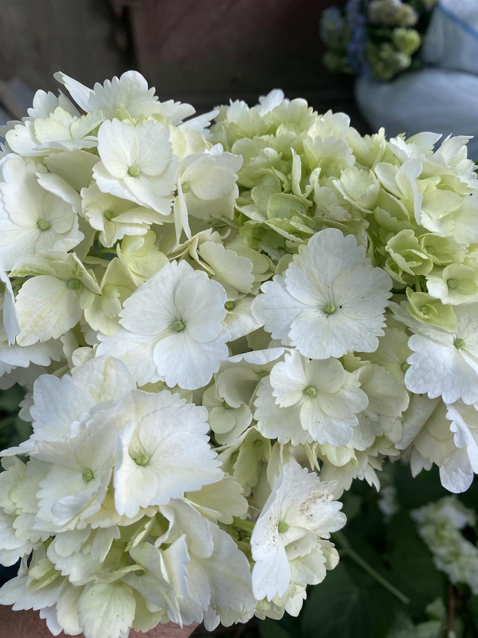 Гортензія широколиста Bright White горщик С1.5 (2072640073)