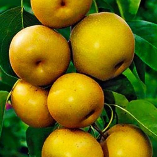 Сажанец Азиатская груша Секуи Эксклюзив (21354)