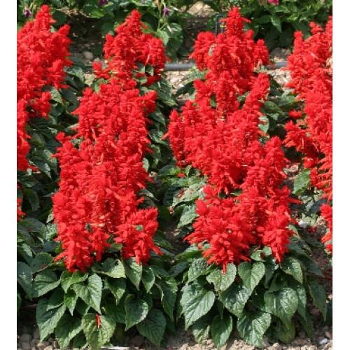 Семена цветов Floranova Сальвия блестящая Mojave Red 250 шт. (BN10499-2)