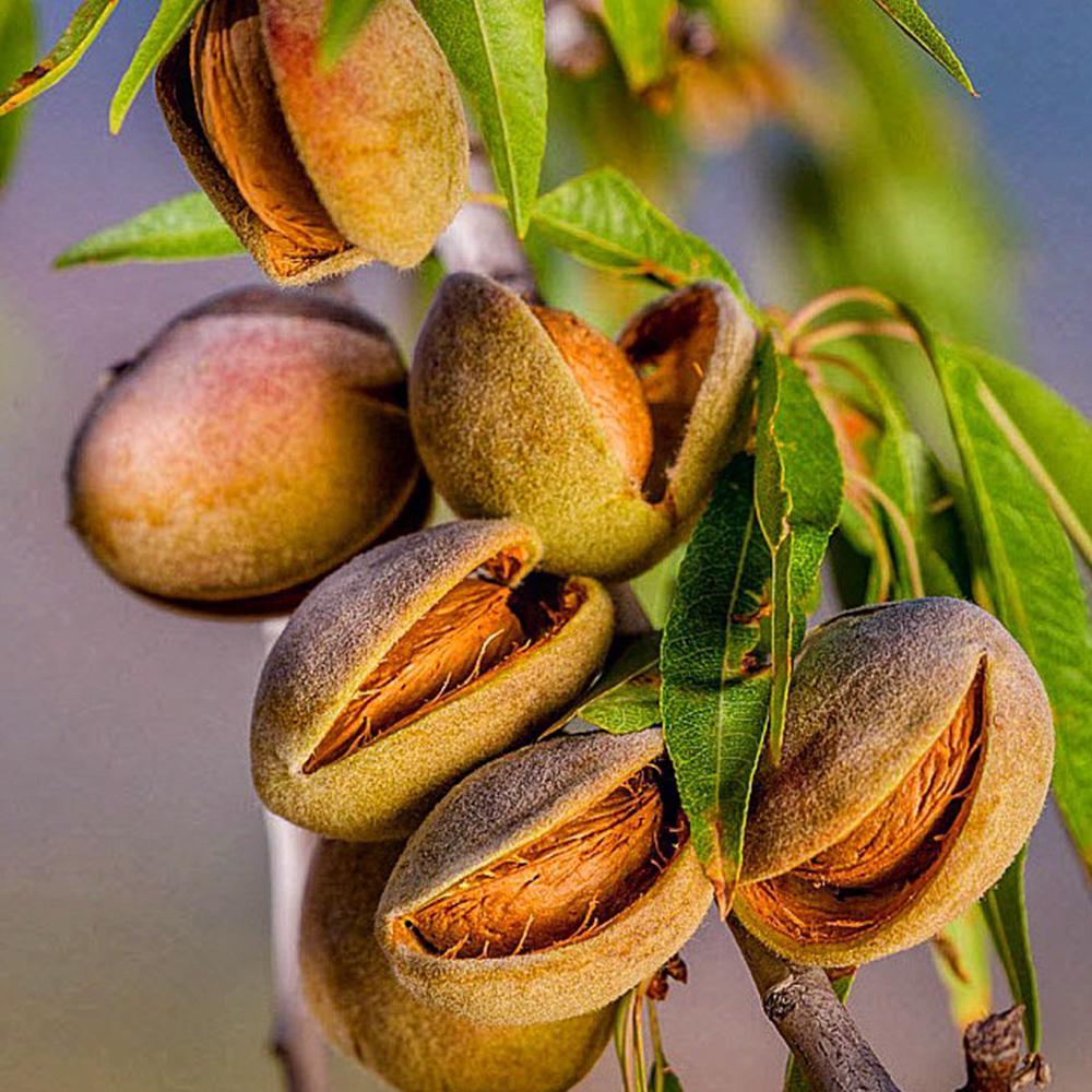 Саженец миндаля Десертный 1 летний (14964821)