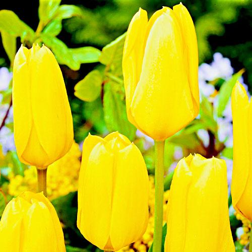 Тюльпан Florium Candela (12711)