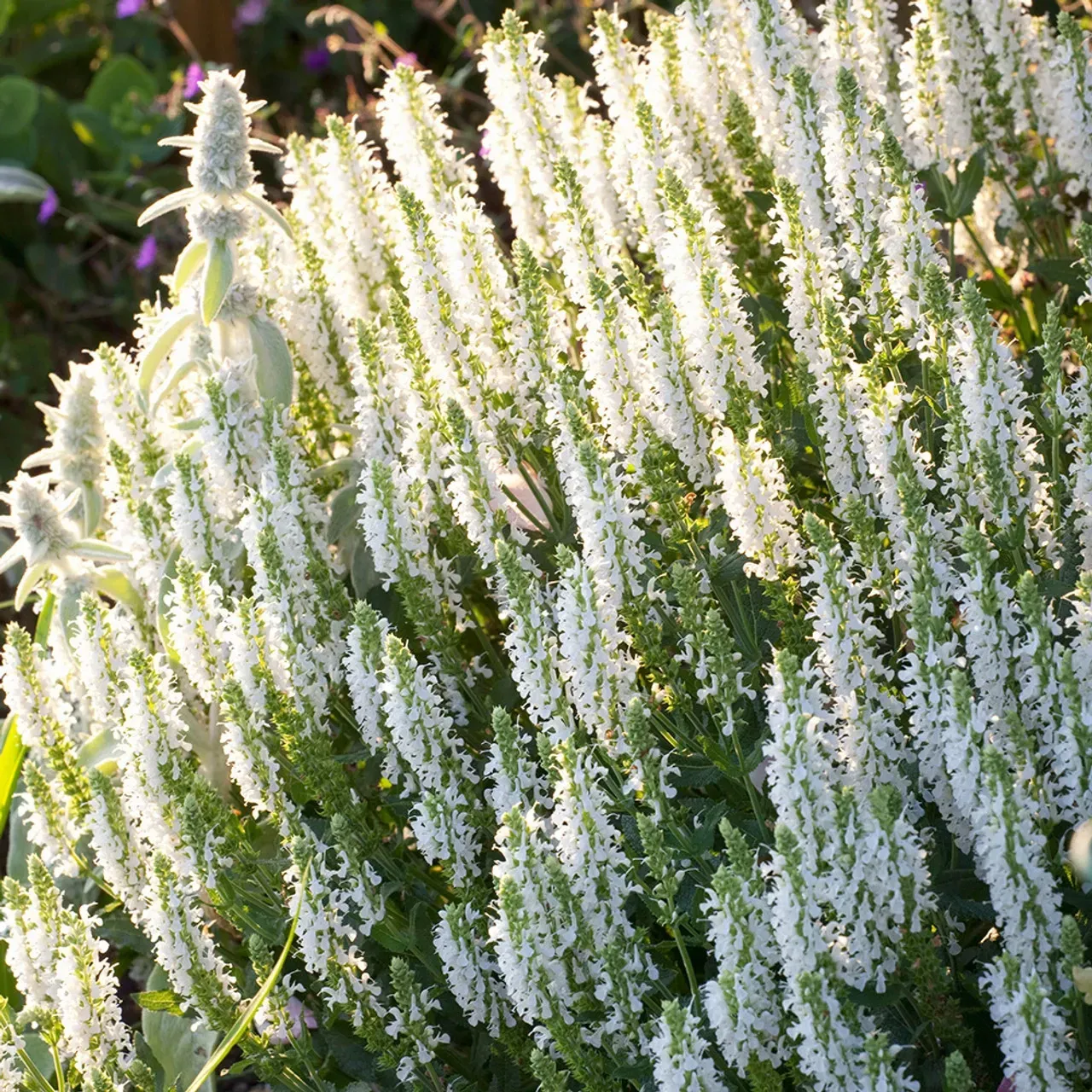 Семена цветов Лаванда узколистная Scent White Early Syngenta 500 шт. (BN06084 2)
