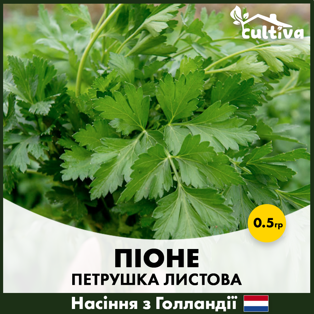 Насіння листової петрушки Enza Zaden Піоне 0,5 г (00377)