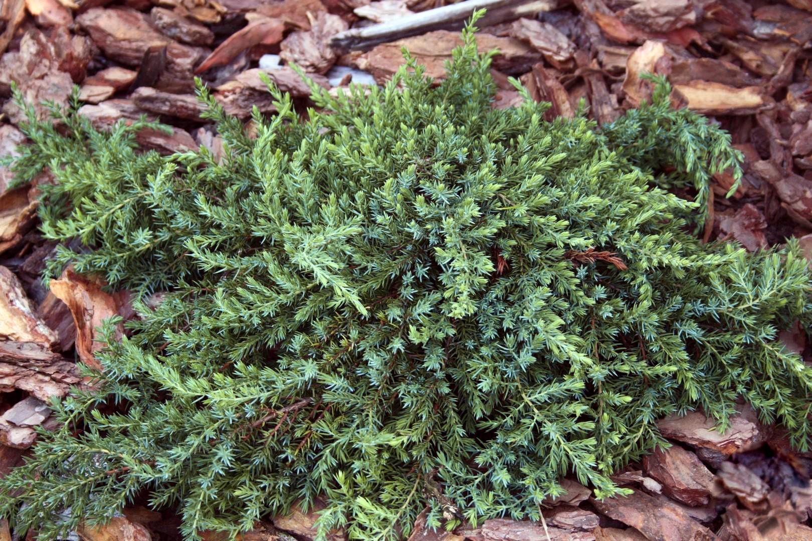Саджанець Ялівець звичайний Грінмонтл Juniperus communis Greenmantle 1 шт.