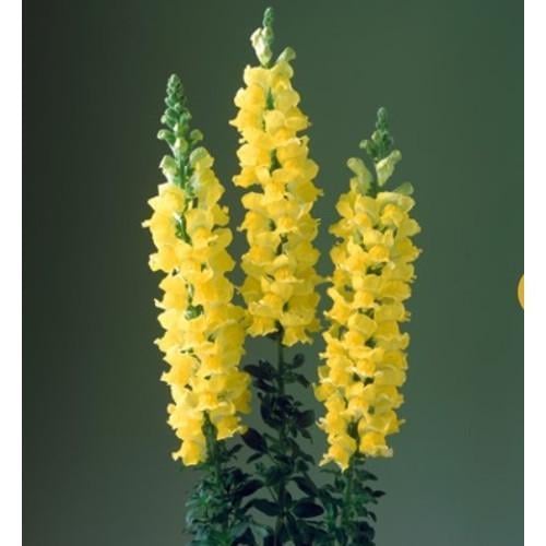 Семена цветов Takii seed Львиный зев Legend F1 Yellow 1000 шт. (BN08684)