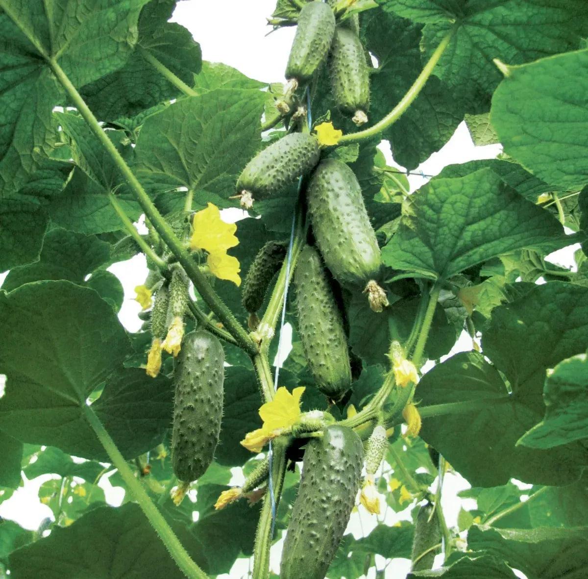 Насіння Rijk Zwaan огірка Кібрія F1 10 шт. (2905240005)