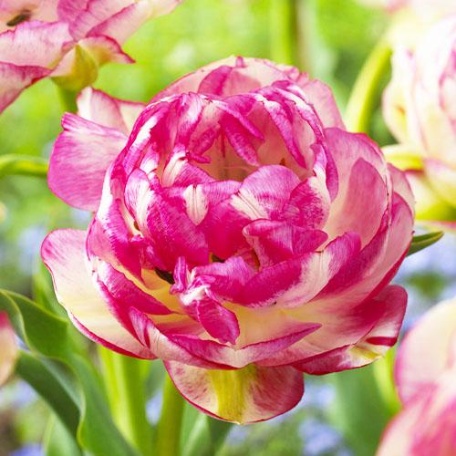 Тюльпан Florium Double Touch (3572)