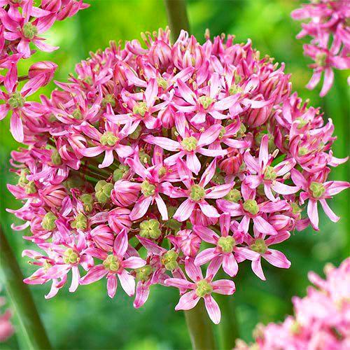 Аллиум Florium Pink Jewel (11259)