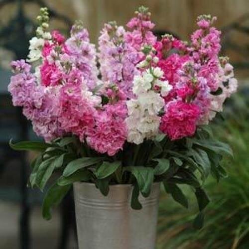 Семена цветов Левкой Матиола KATZ CHERRY BLOSSOM PanAmerican 250 шт. (BN01530-2)