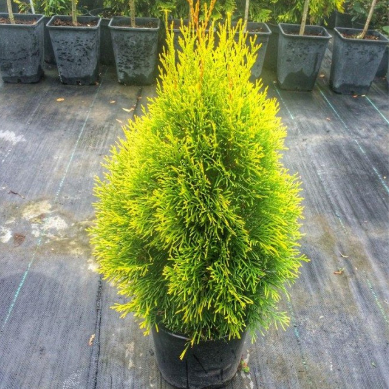 Туя западная Джанет Голд/Голден Изумрудный Р9 (2579053718) - фото 2