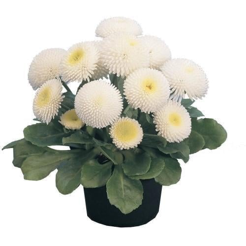 Семена цветов Маргаритка Tasso White Benary 50 шт. (BN02958-4)
